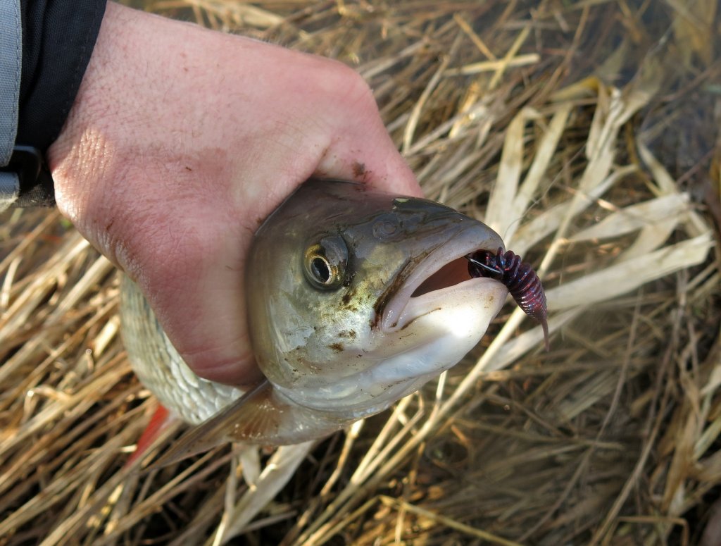 Голавль с мягкой приманкой во рту