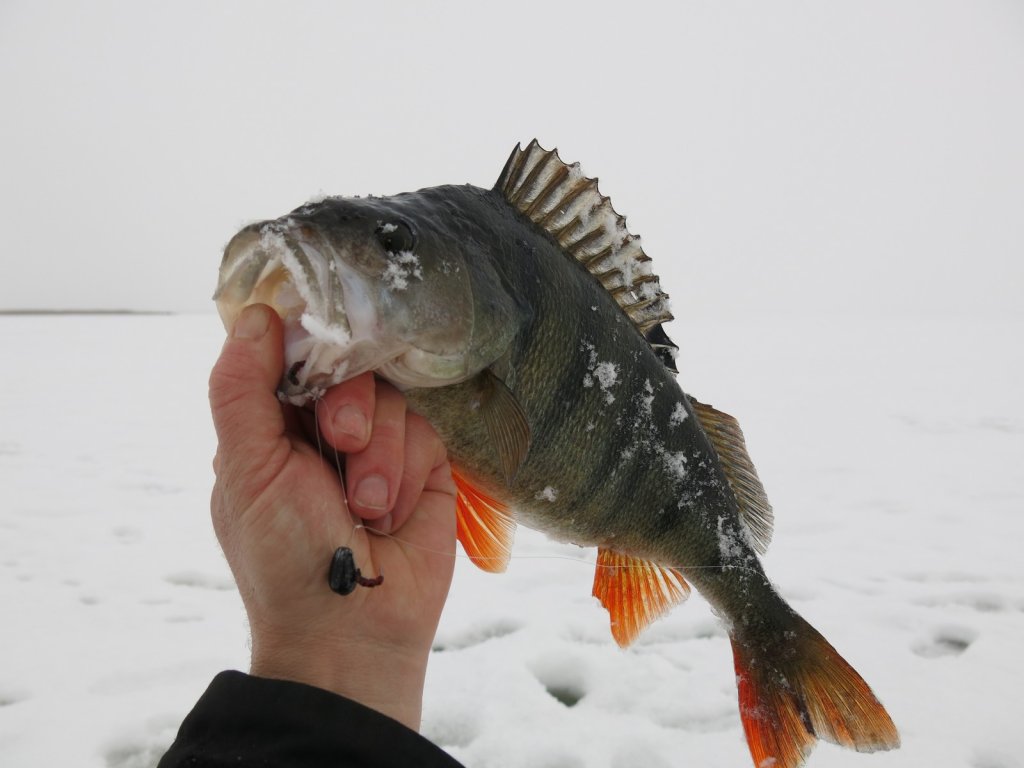 Крупный окунь в руке с балдой