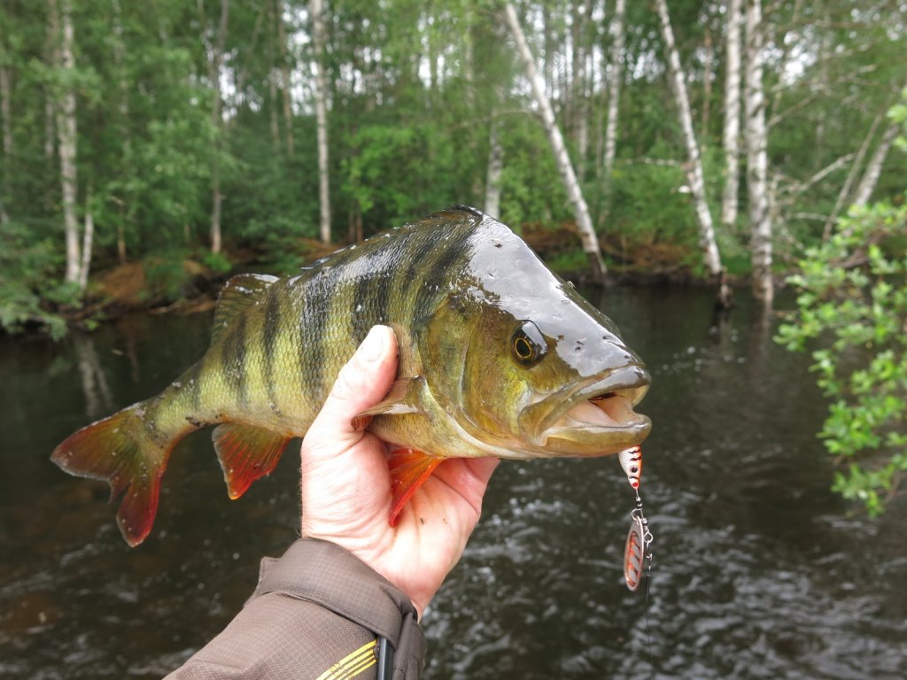 Крупный окунь с вертушкой во рту
