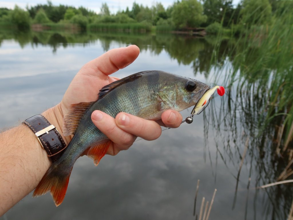Окунь и светлый виброхвост